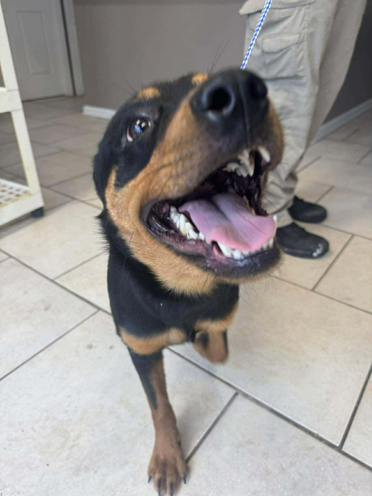 Lottie, a Adopted Rottweiler in Hillsboro, NH image 2/2
