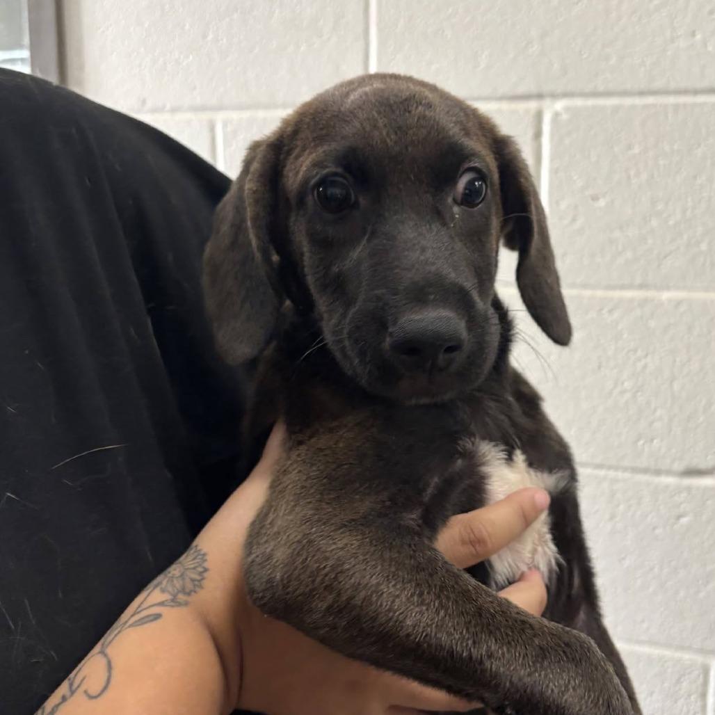 Enlarge Tresemme, a Adoptable mixed breed in Hattiesburg, MS image 1/2