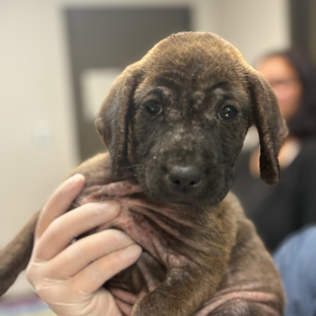 Enlarge Tresemme, a Adoptable mixed breed in Hattiesburg, MS image 2/2