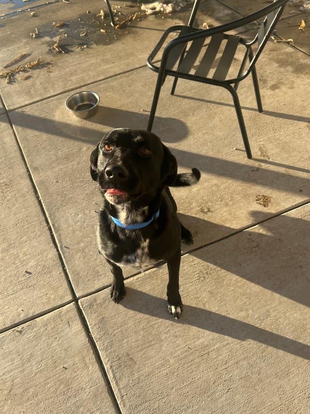 Arthur, ADOPTABLE, Adult Male Dalmatian & Labrador Retriever.