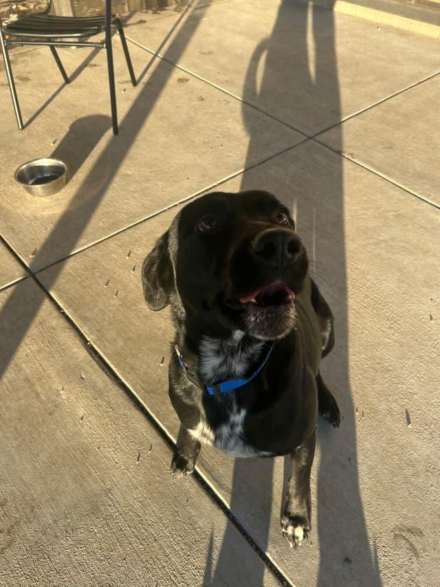 Enlarge Arthur, a ADOPTABLE mixed breed in Seward, NE image 4/4