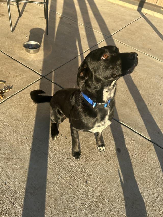 Enlarge Arthur, a ADOPTABLE mixed breed in Seward, NE image 3/4