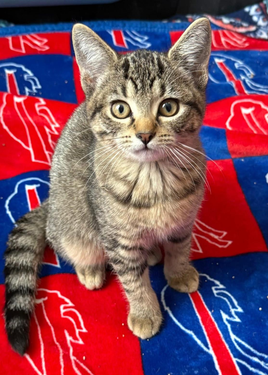 Enlarge Gingerbread, an adopted American Shorthair in Hamburg, NY image 1/2