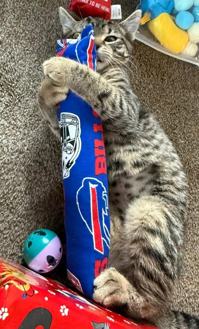 Enlarge Gingerbread, an adopted American Shorthair in Hamburg, NY image 2/2