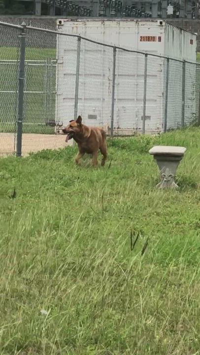 Enlarge Aussie, a Adopted Mixed Breed in Daphne, AL video 5/9