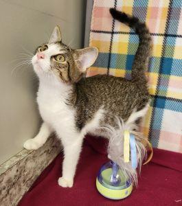 Enlarge Bartok, a Adoptable Domestic Short Hair in Bucyrus, OH image 1/3