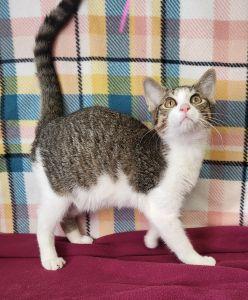 Enlarge Bartok, a Adoptable Domestic Short Hair in Bucyrus, OH image 2/3