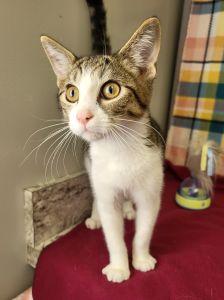 Enlarge Bartok, a Adoptable Domestic Short Hair in Bucyrus, OH image 3/3