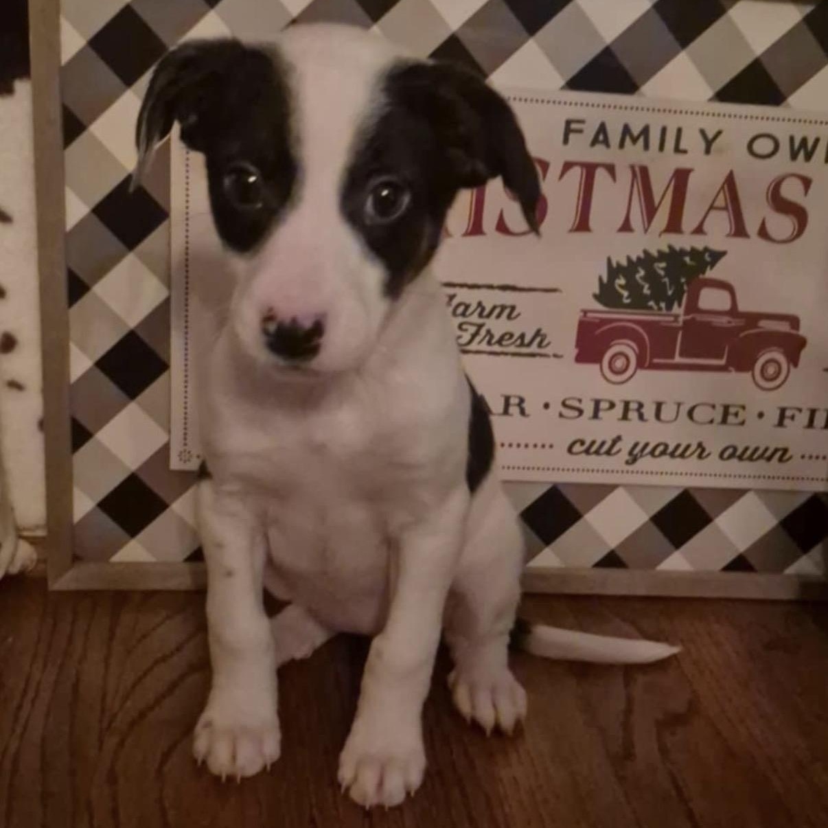 Holly, Adoptable, Puppy Female Border Collie.