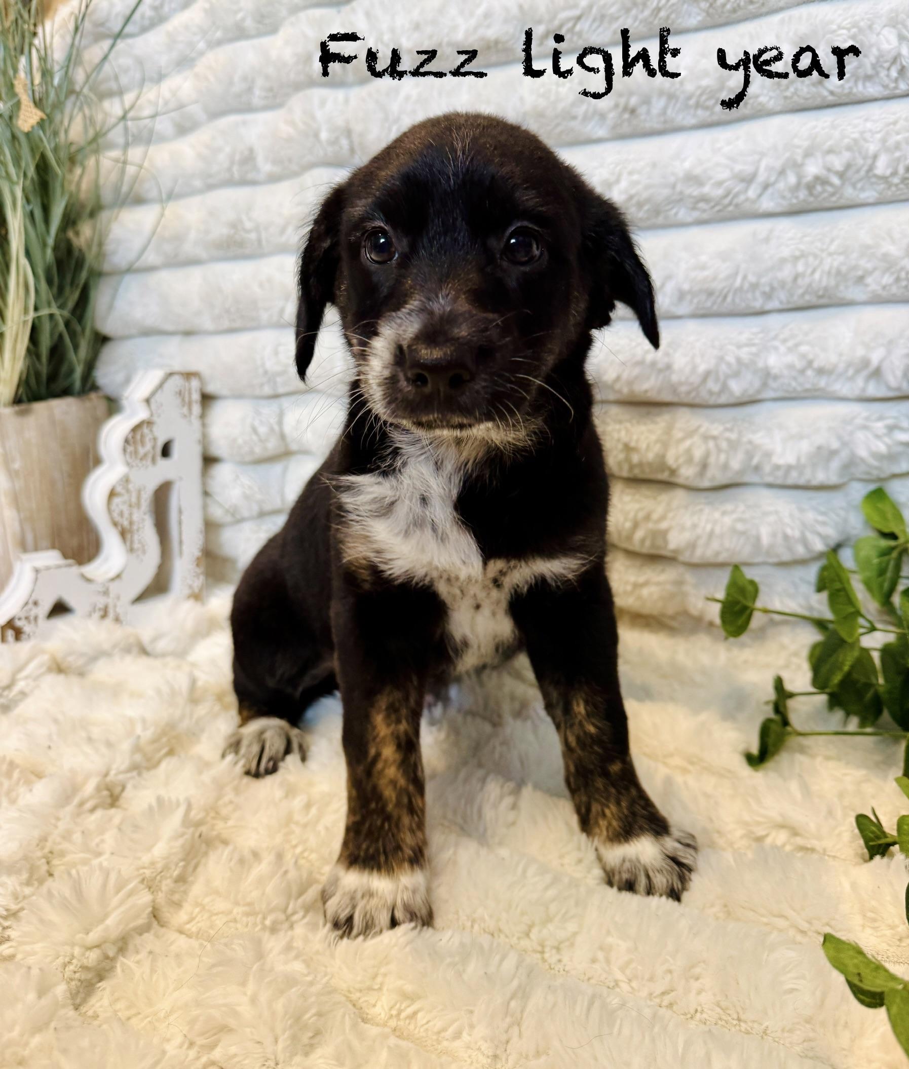 Fuzz lightyear , a ADOPTABLE mixed breed in Hales corners, WI image 1/4