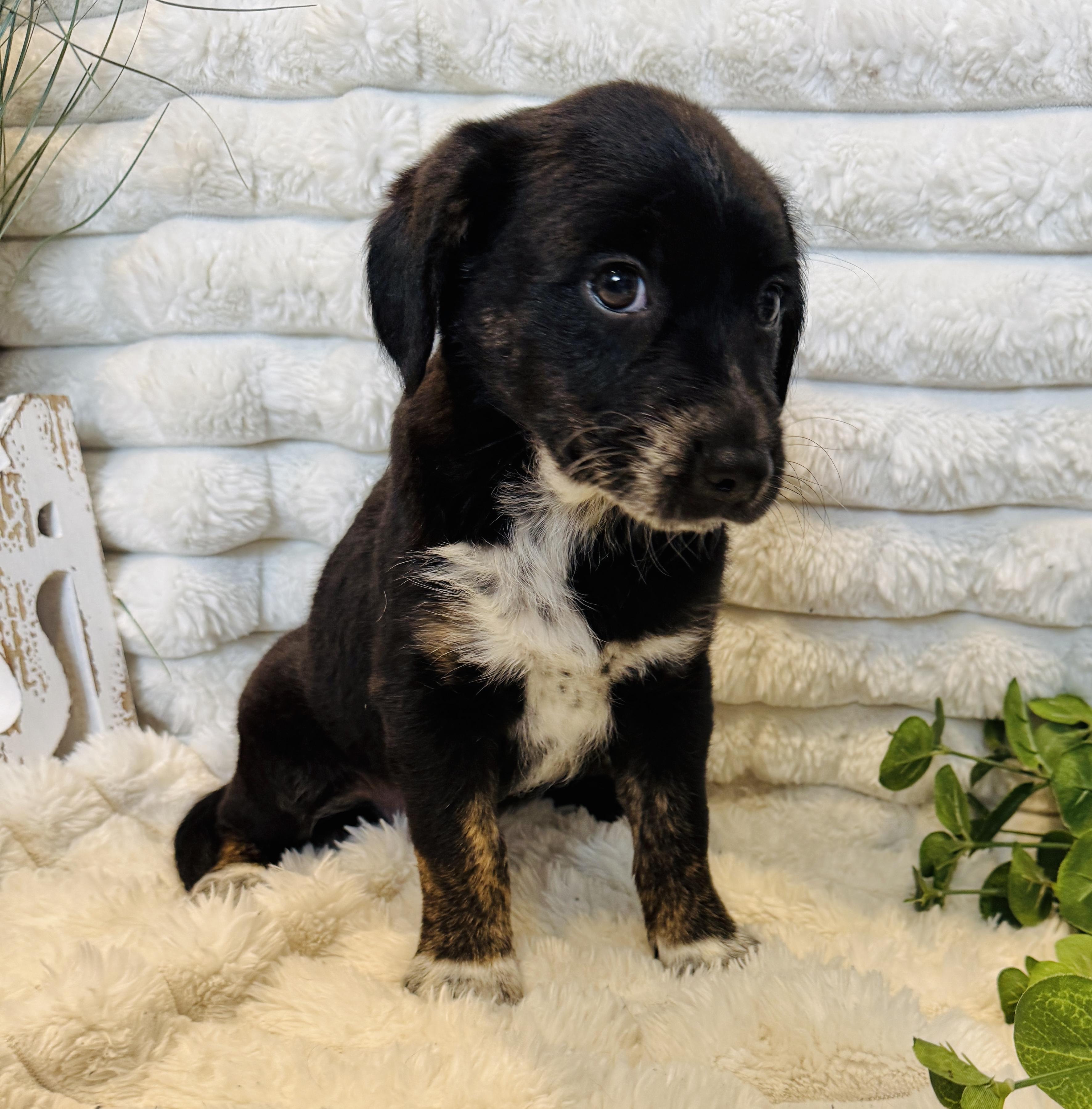 Fuzz lightyear , a ADOPTABLE mixed breed in Hales corners, WI image 2/4