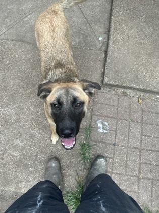 Archie, Adoptable, Adult Male Mixed Breed & Mixed Breed.