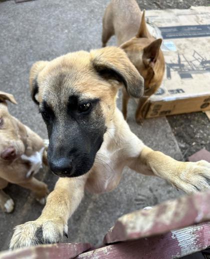 Enlarge Archie, a Adoptable Mixed Breed in Fort Worth, TX image 2/3