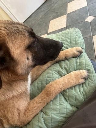 Enlarge Archie, a Adoptable Mixed Breed in Fort Worth, TX image 3/3