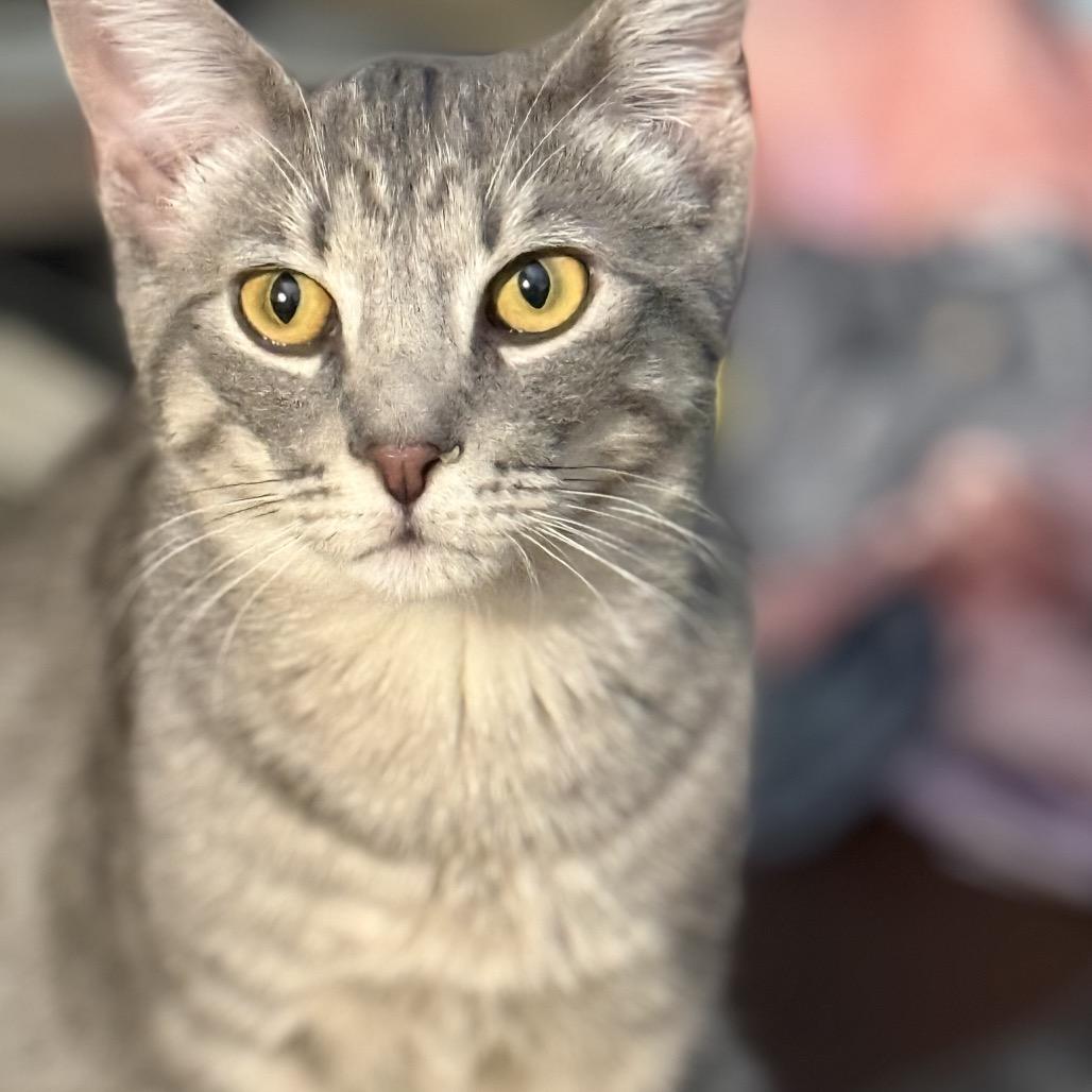 Pip, Adoptable, Young Male Domestic Short Hair.