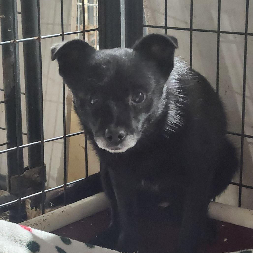 Scooby *My Adoption is Pending!*, Adoptable, Adult Male Mixed Breed.