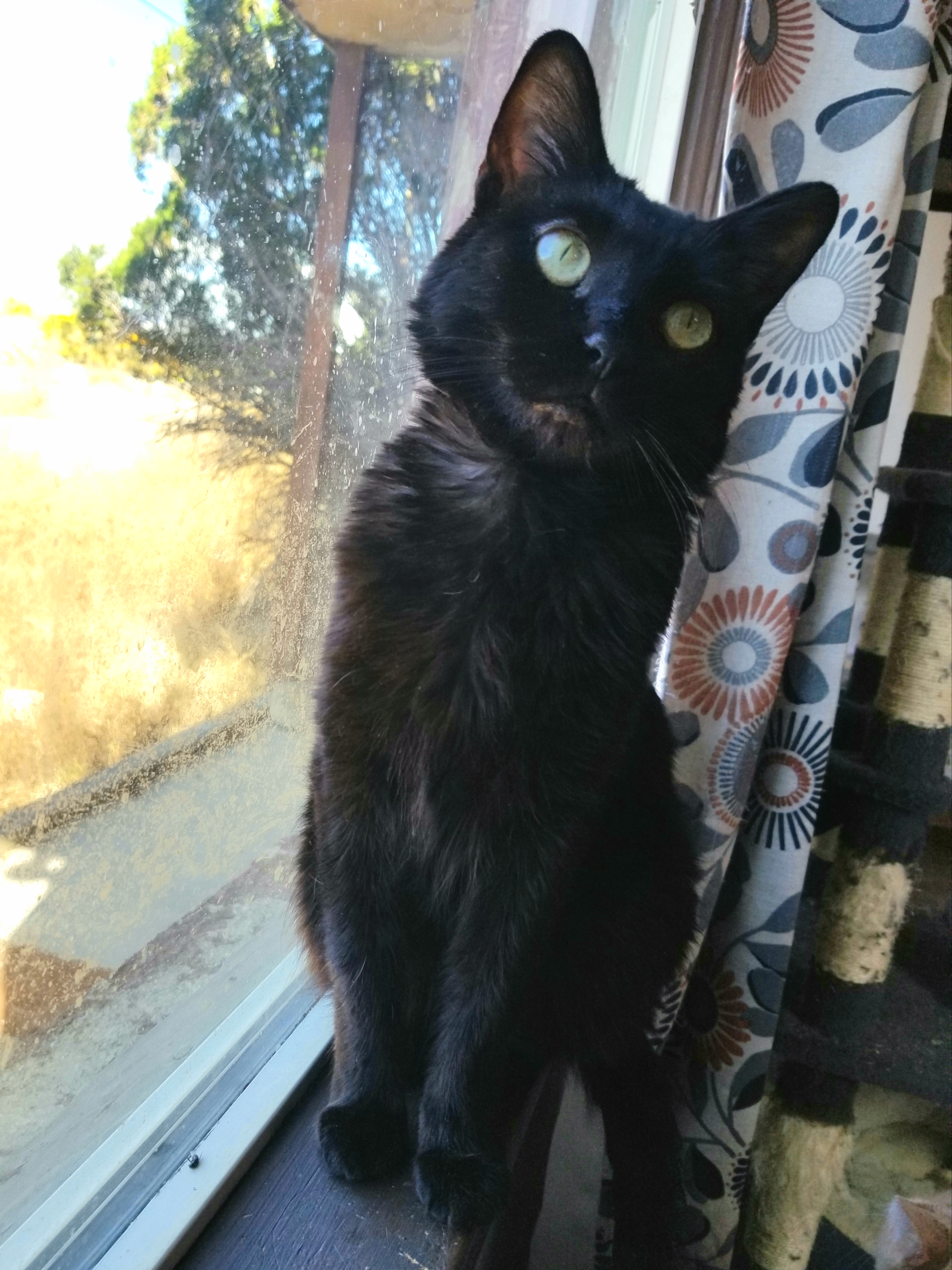 Wednesday, Adoptable, Adult Female Domestic Short Hair.