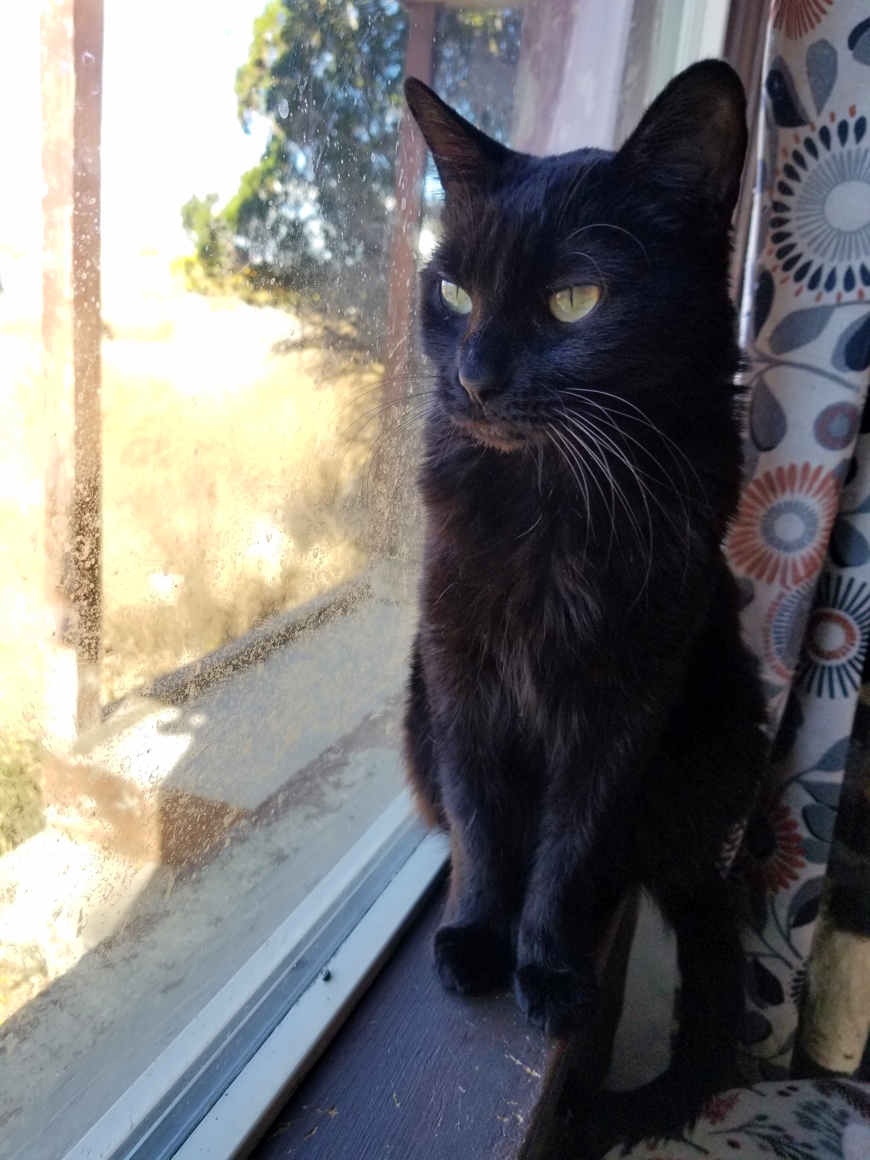 Wednesday, an adoptable Domestic Short Hair in Price, UT, 84501 | Photo Image 3