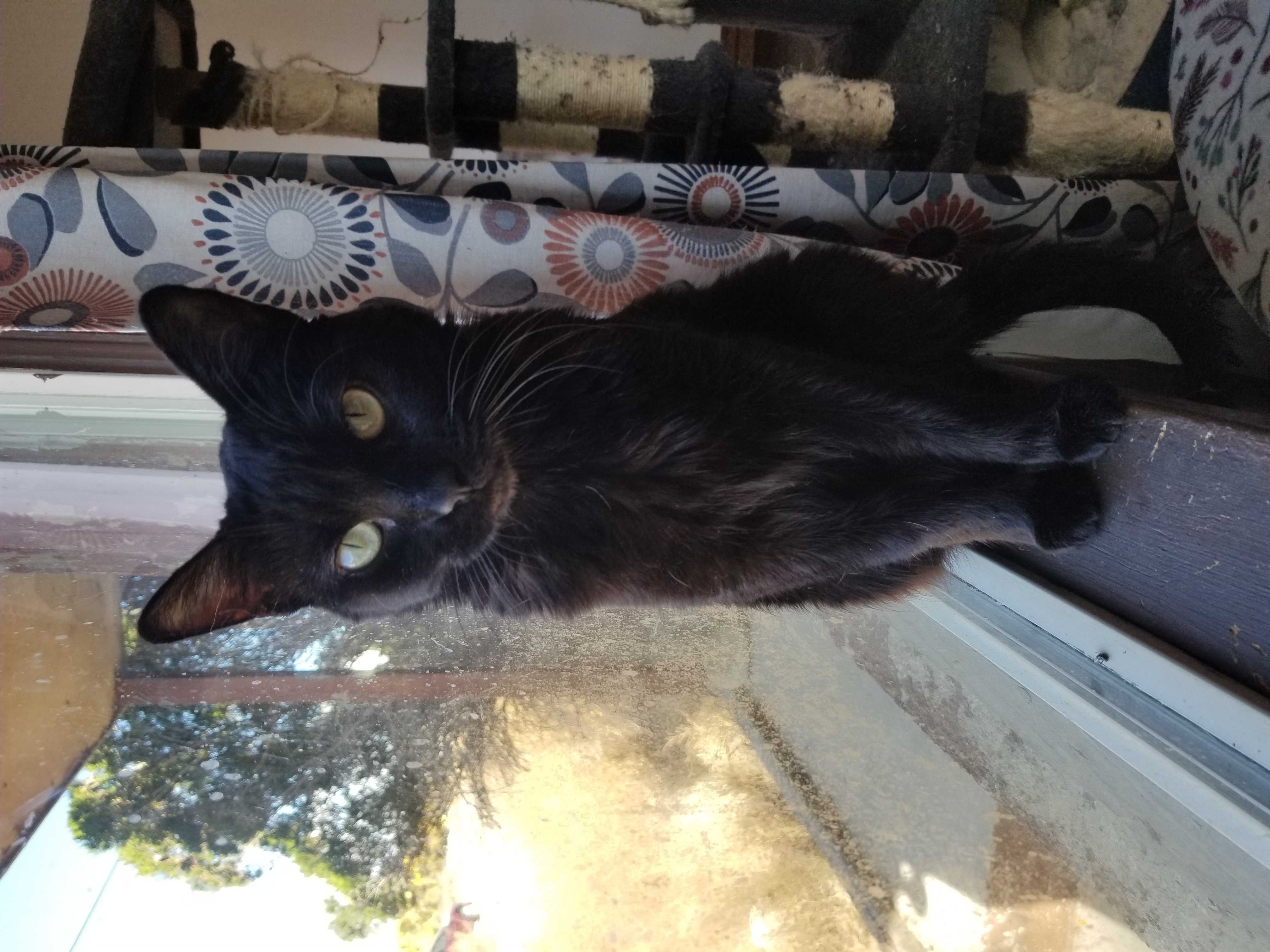 Wednesday, an adoptable Domestic Short Hair in Price, UT, 84501 | Photo Image 6