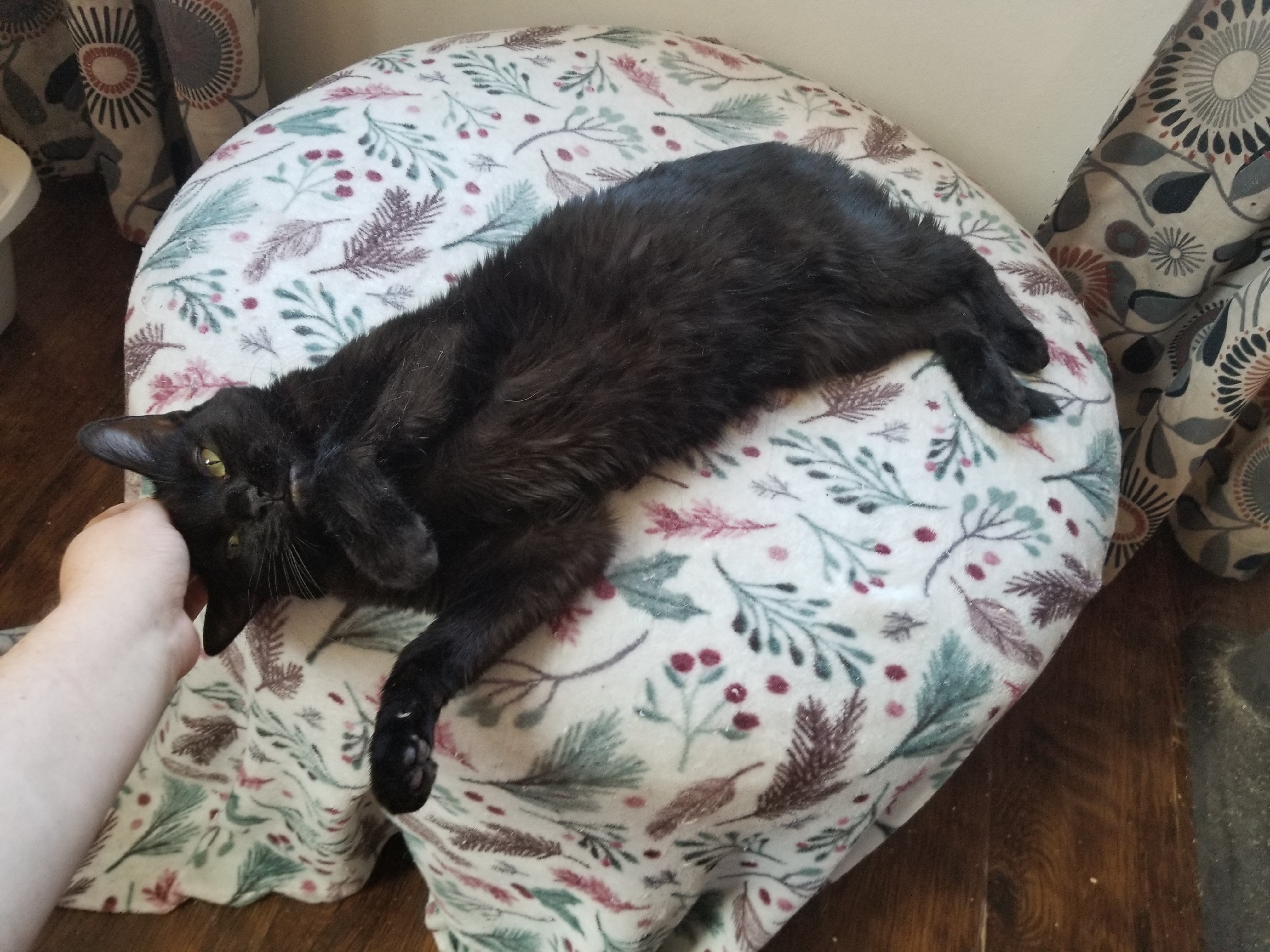 Wednesday, a Adoptable Domestic Short Hair in Price, UT image 2/6