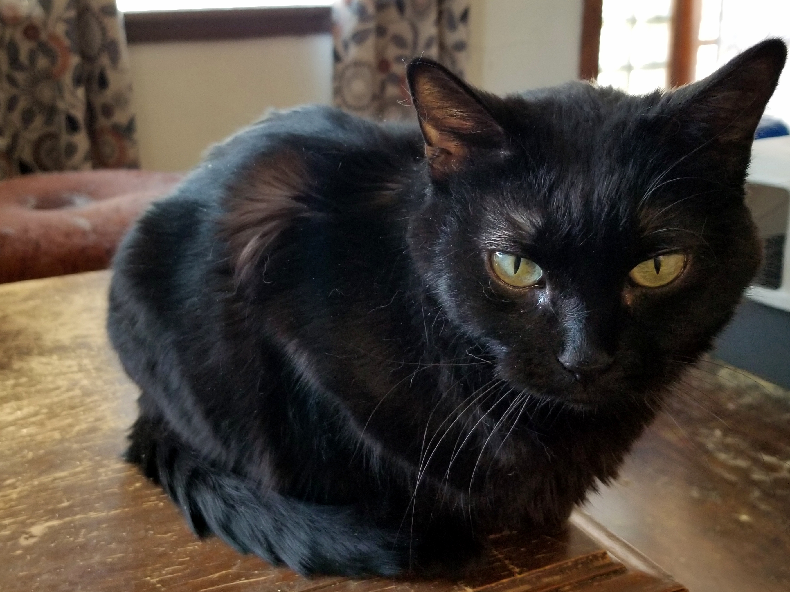 Wednesday, a Adoptable Domestic Short Hair in Price, UT image 4/6