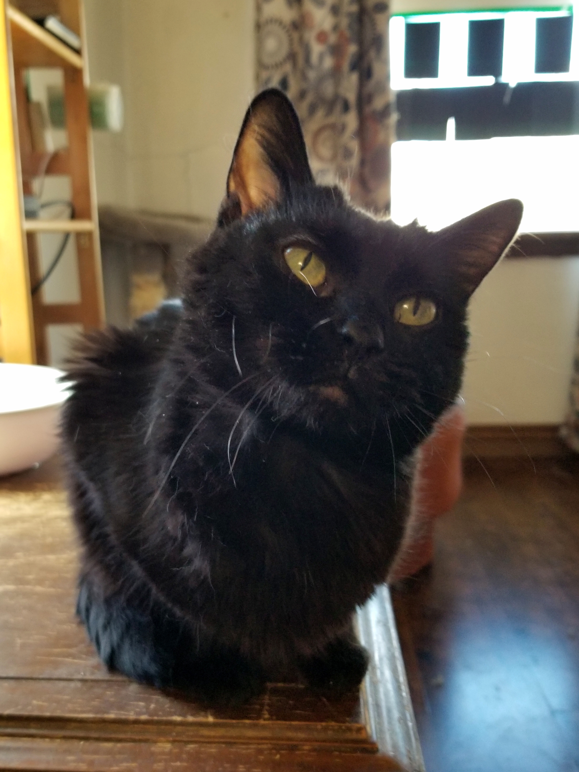 Wednesday, a Adoptable Domestic Short Hair in Price, UT image 5/6