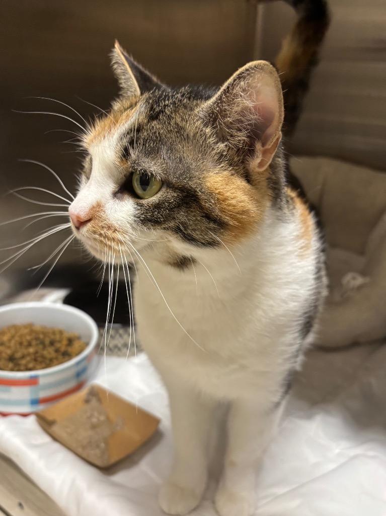 Ducky, a Adoptable mixed breed in Fall River, MA image 1/6