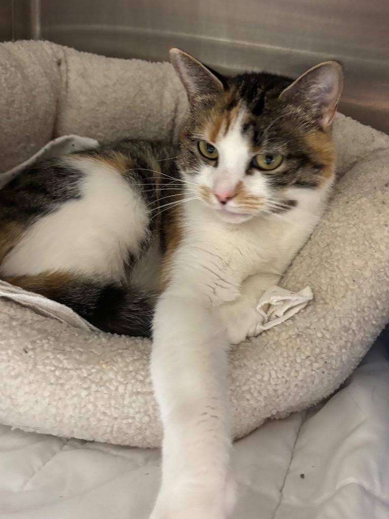 Ducky, a Adoptable mixed breed in Fall River, MA image 2/6