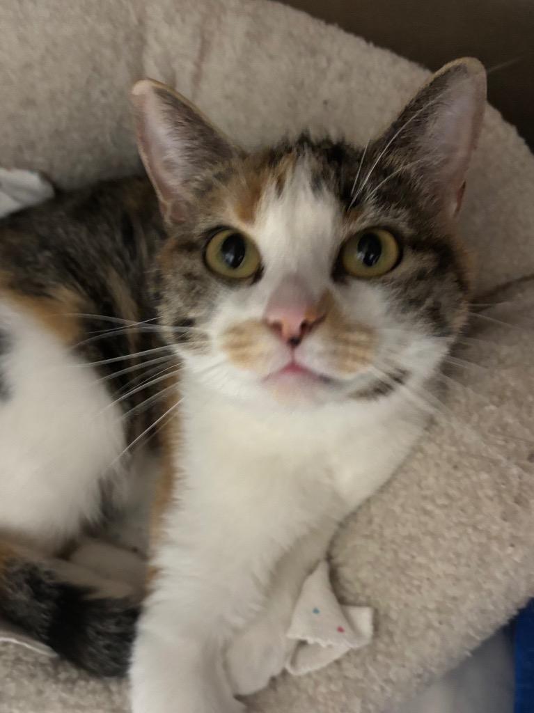 Ducky, a Adoptable mixed breed in Fall River, MA image 3/6