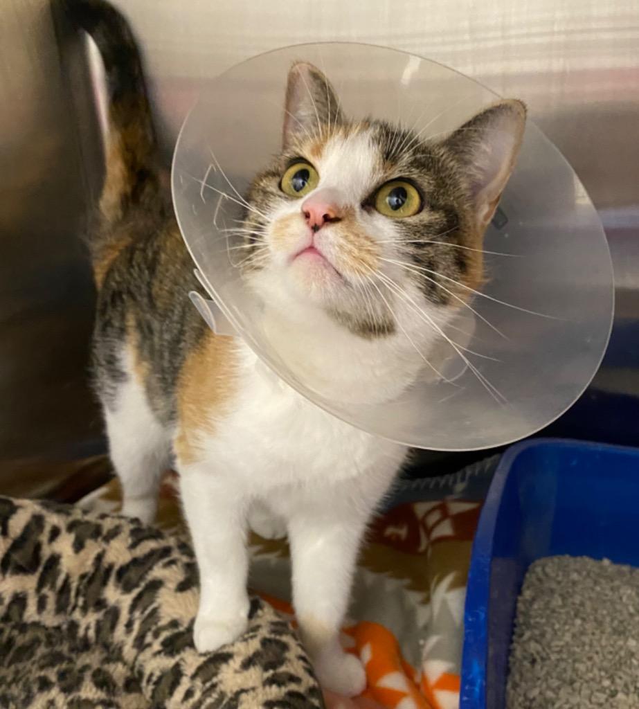 Ducky, a Adoptable mixed breed in Fall River, MA image 4/6