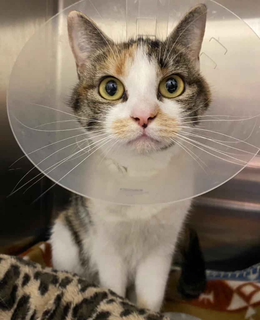 Ducky, a Adoptable mixed breed in Fall River, MA image 5/6