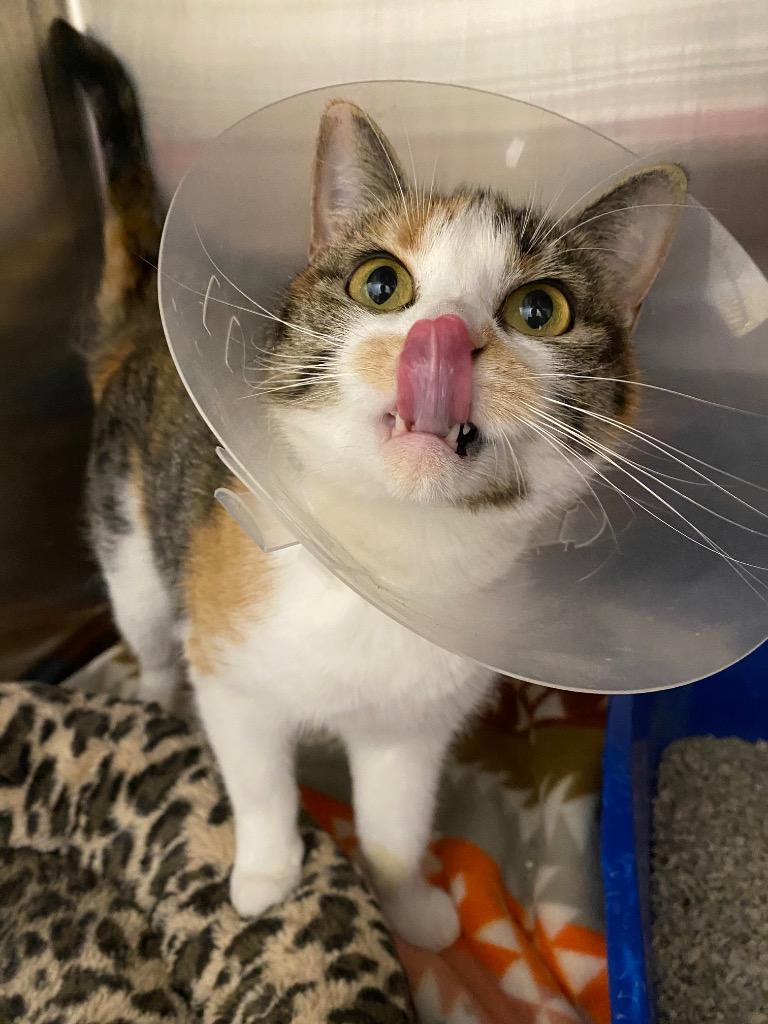 Ducky, a Adoptable mixed breed in Fall River, MA image 6/6