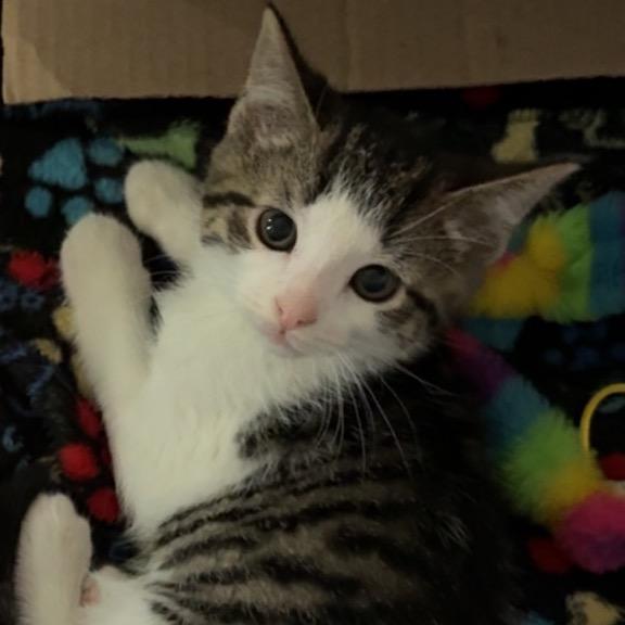 Enlarge Tiger, a Adoptable Domestic Short Hair in North Canton, OH image 1/1