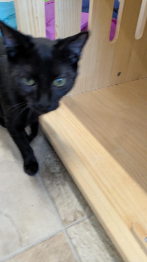 Enlarge Roots, a Adoptable Domestic Short Hair in Papillion, NE image 2/2