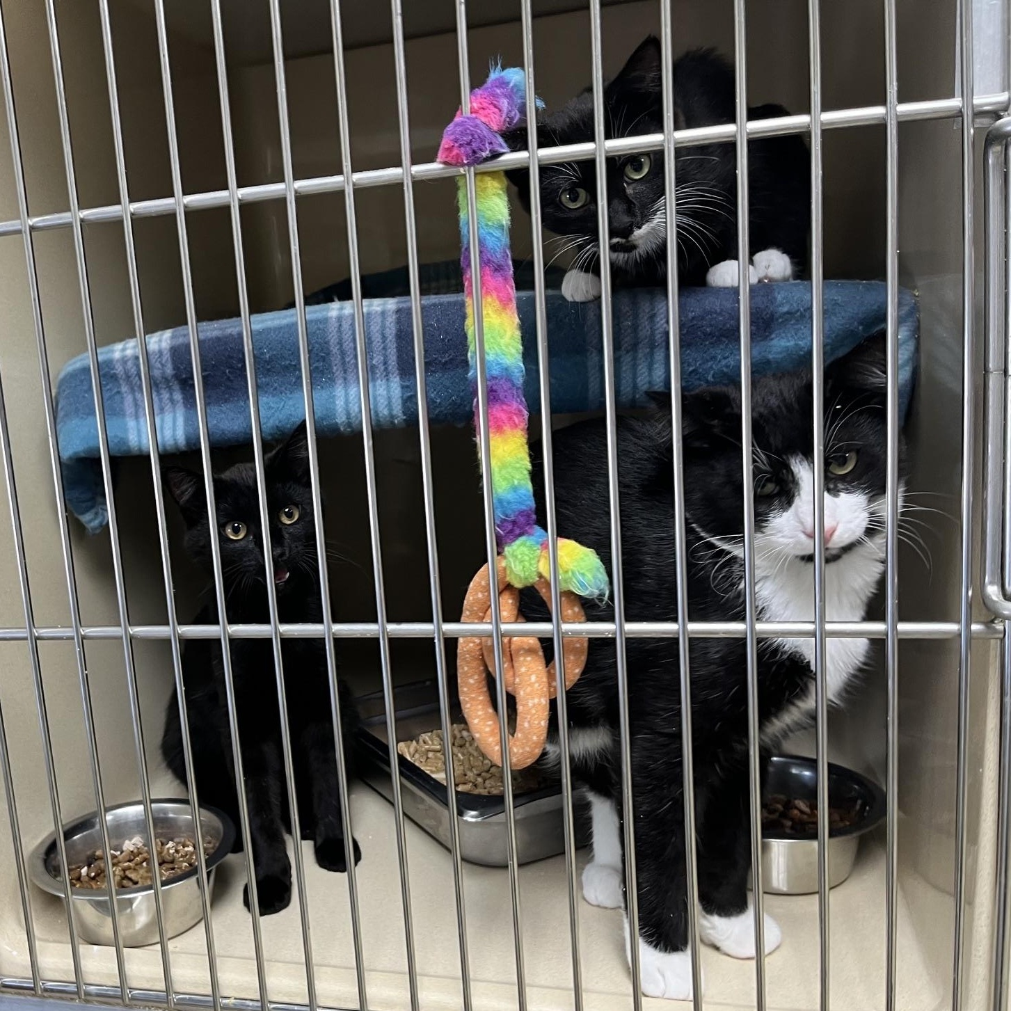 Quasar M., an adopted mixed breed in Clarksville, VA image 3/4
