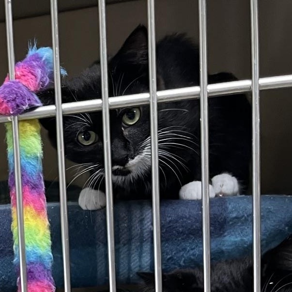 Quasar M., an adopted mixed breed in Clarksville, VA image 4/4