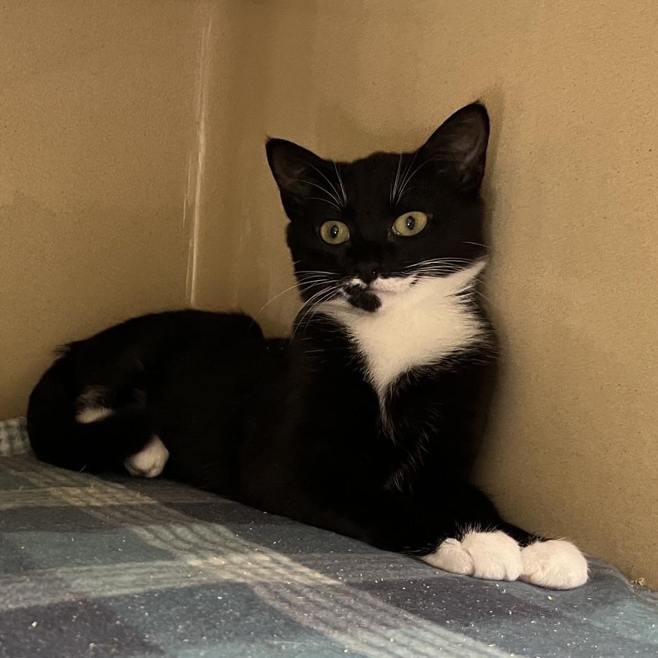 Quasar M., an adopted mixed breed in Clarksville, VA image 2/4