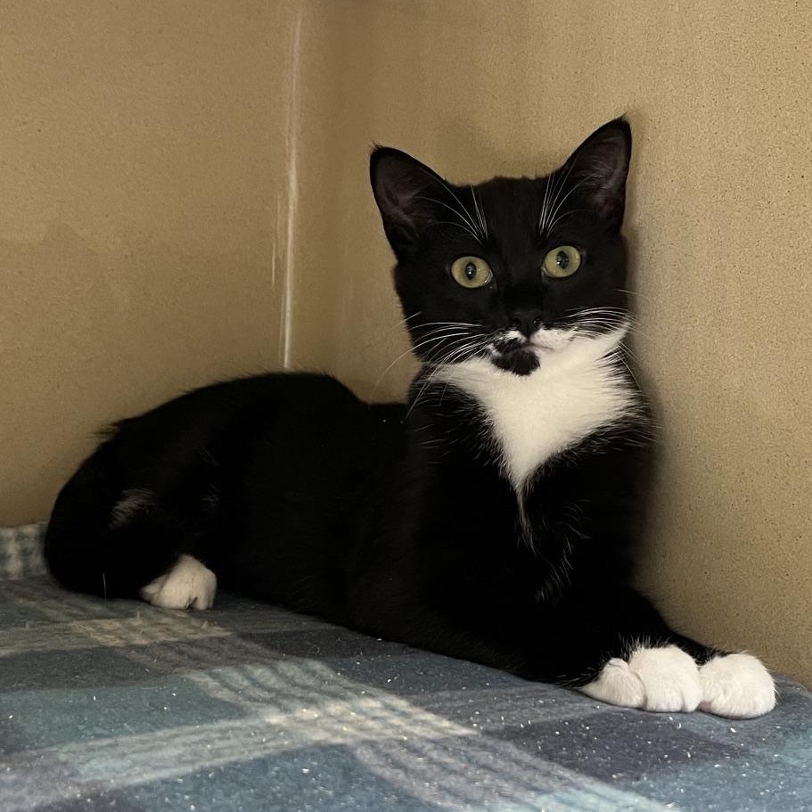 Quasar M., an adopted mixed breed in Clarksville, VA image 1/4