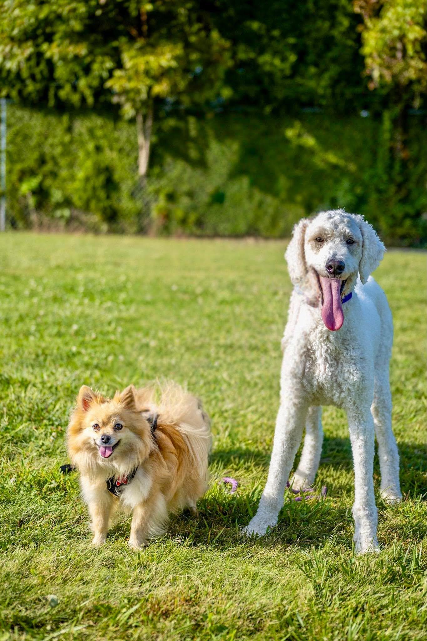 Enlarge Lucy, a Adoptable Standard Poodle in Valparaiso, IN image 2/2