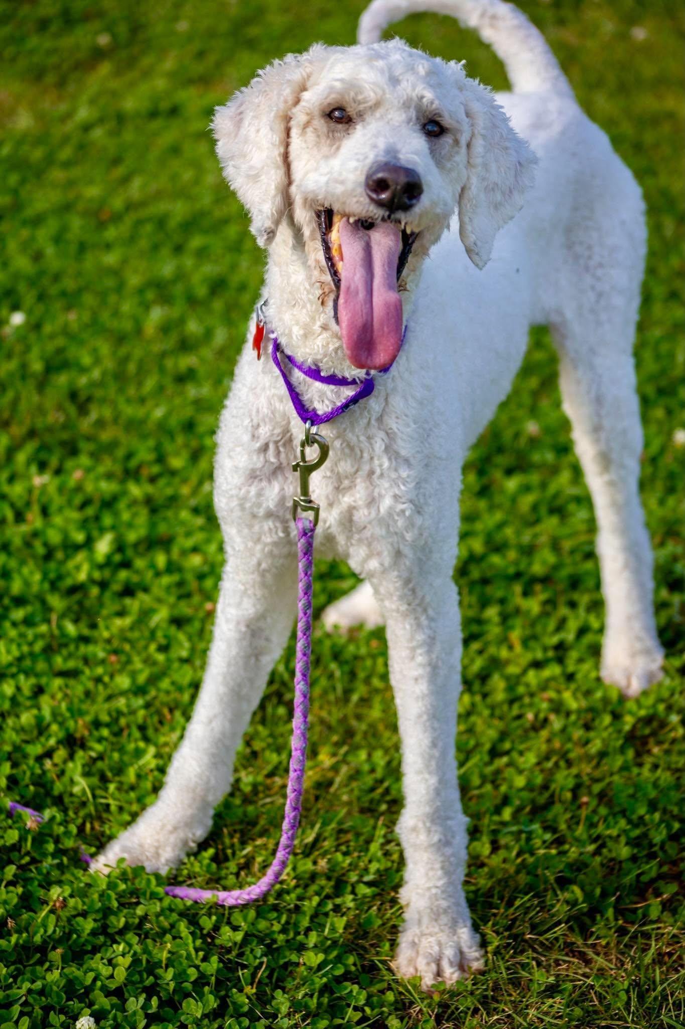 Enlarge Lucy, a Adoptable Standard Poodle in Valparaiso, IN image 1/2