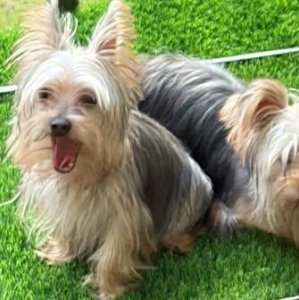 Enlarge Leo, a Adopted Yorkshire Terrier in Matthews, NC image 1/1