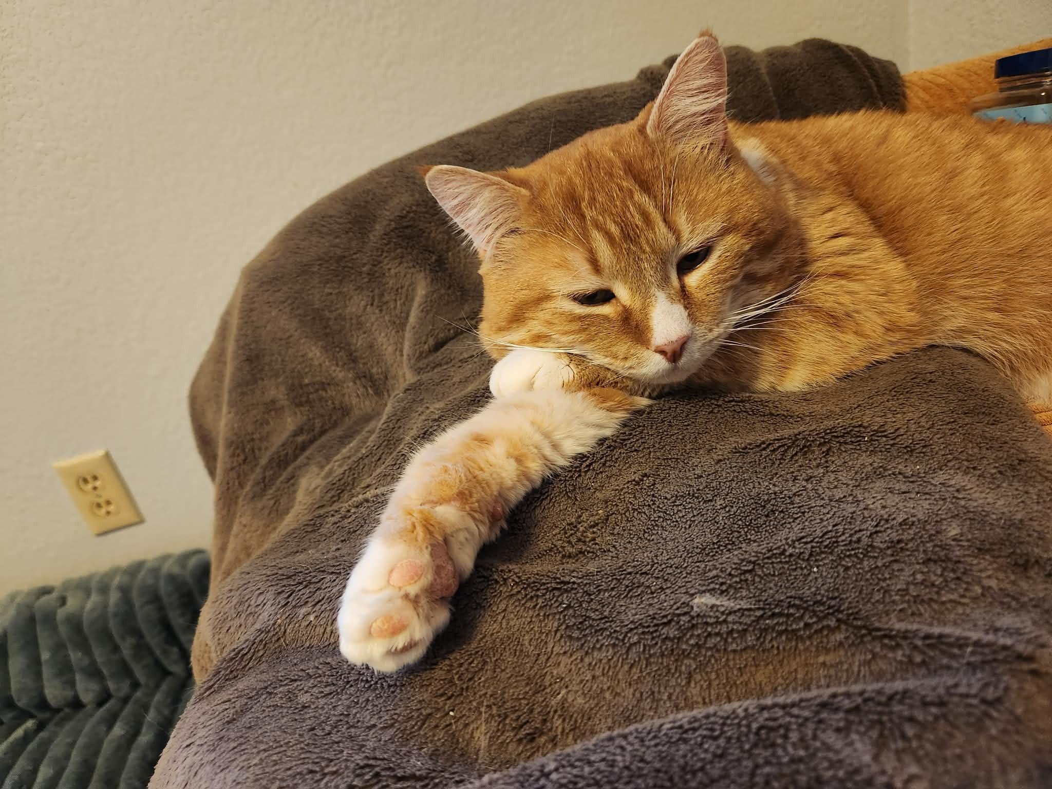 Enlarge Colby Jack, a ADOPTABLE Domestic Short Hair in Eugene, OR image 4/6