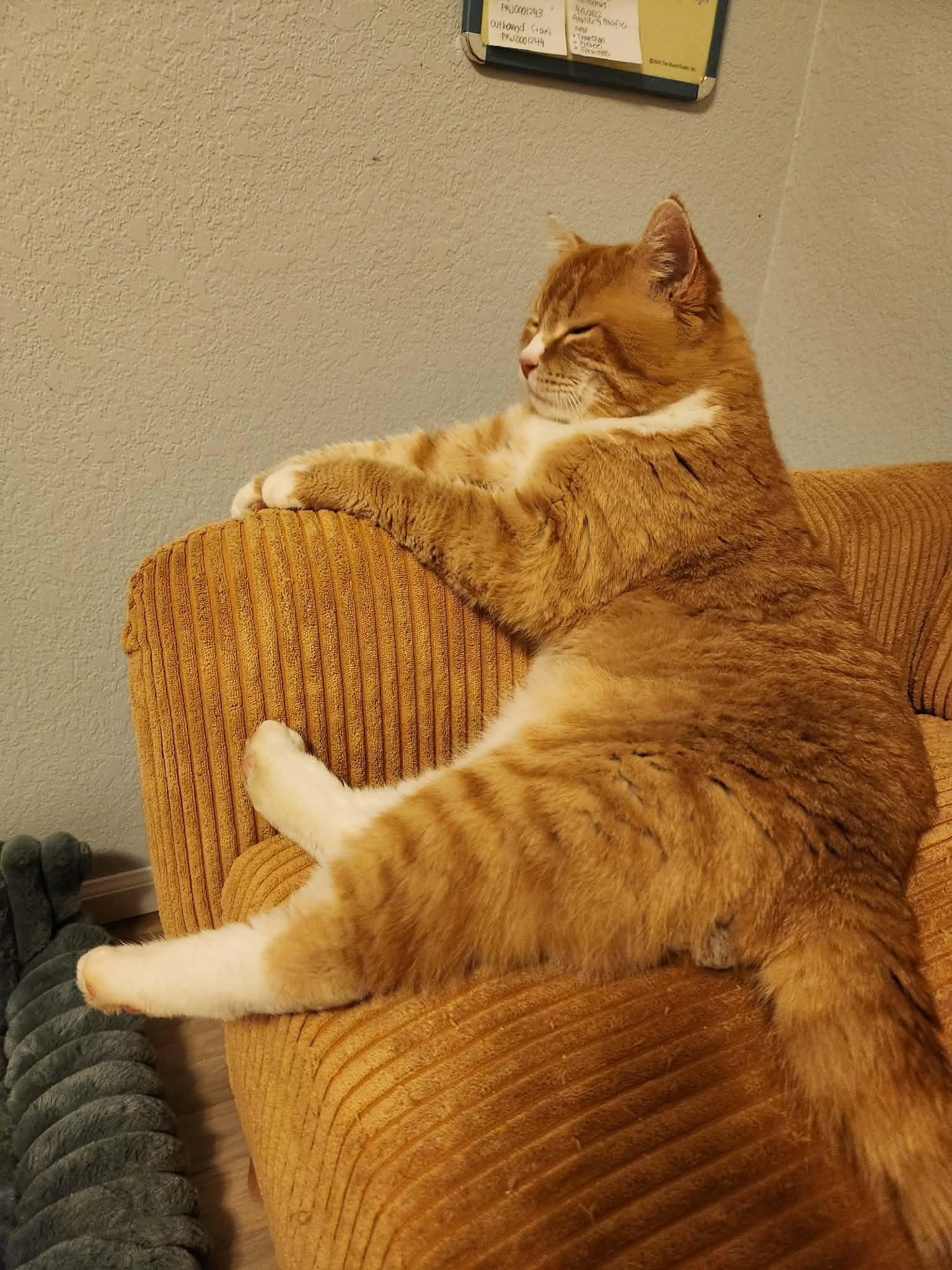 Enlarge Colby Jack, a ADOPTABLE Domestic Short Hair in Eugene, OR image 2/6