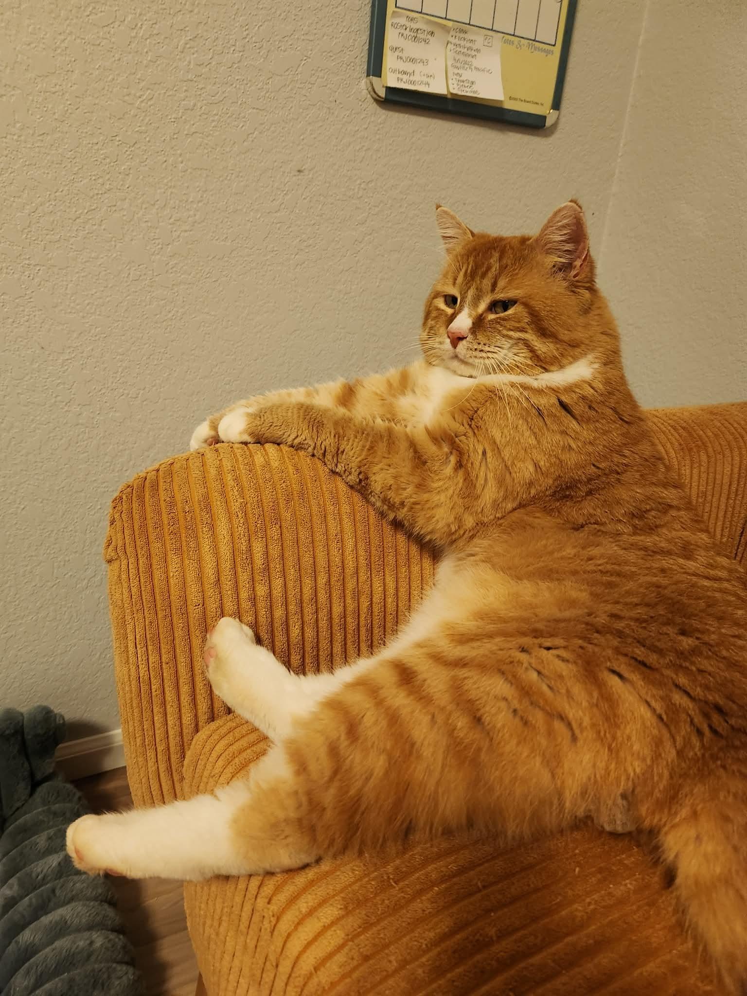 Enlarge Colby Jack, a ADOPTABLE Domestic Short Hair in Eugene, OR image 5/6