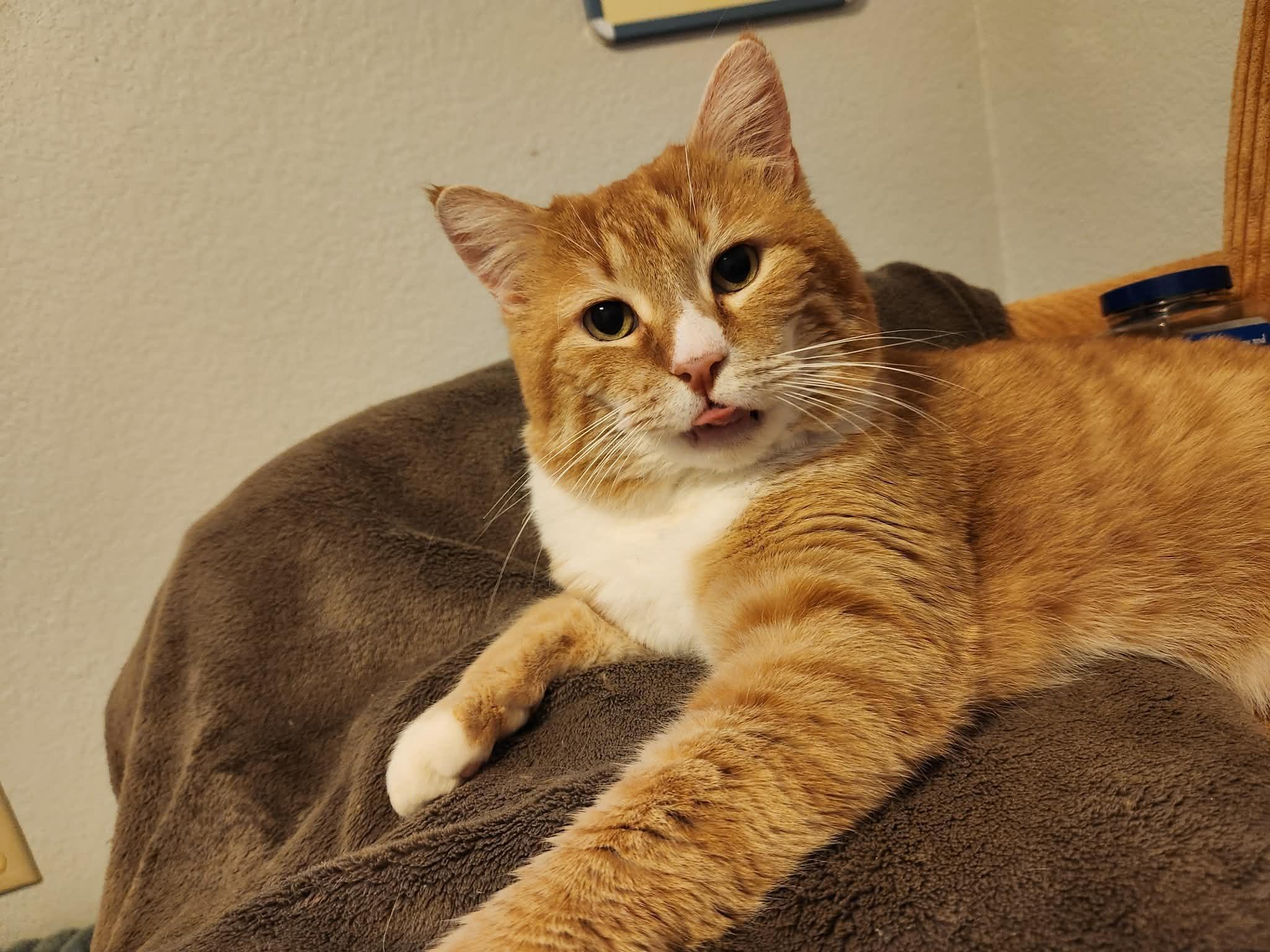 Colby Jack, ADOPTABLE, Adult Male Domestic Short Hair.