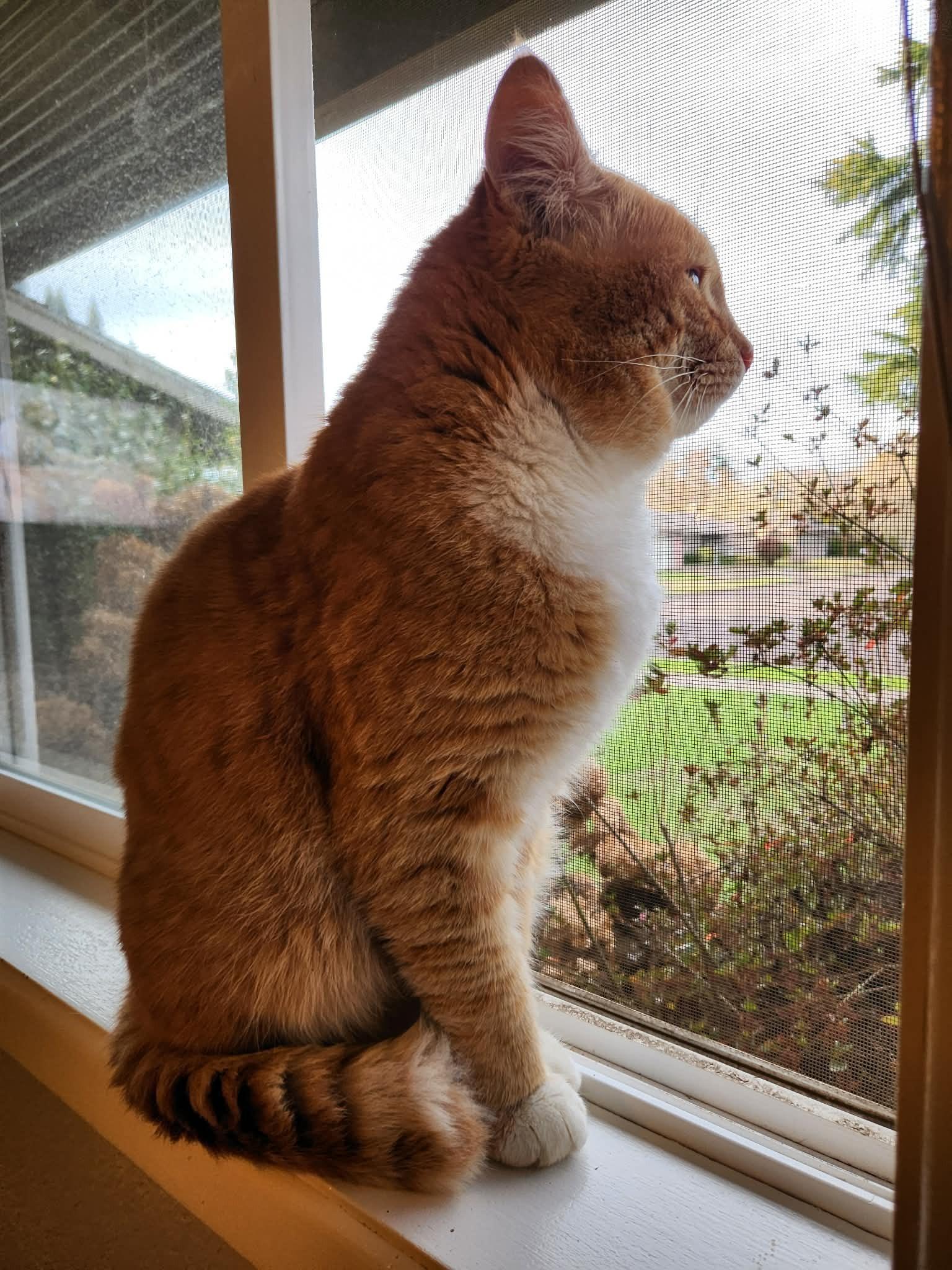 Enlarge Colby Jack, a ADOPTABLE Domestic Short Hair in Eugene, OR image 3/6