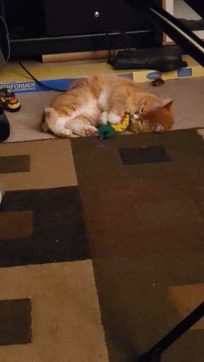 Enlarge Colby Jack, a ADOPTABLE Domestic Short Hair in Eugene, OR video 6/6