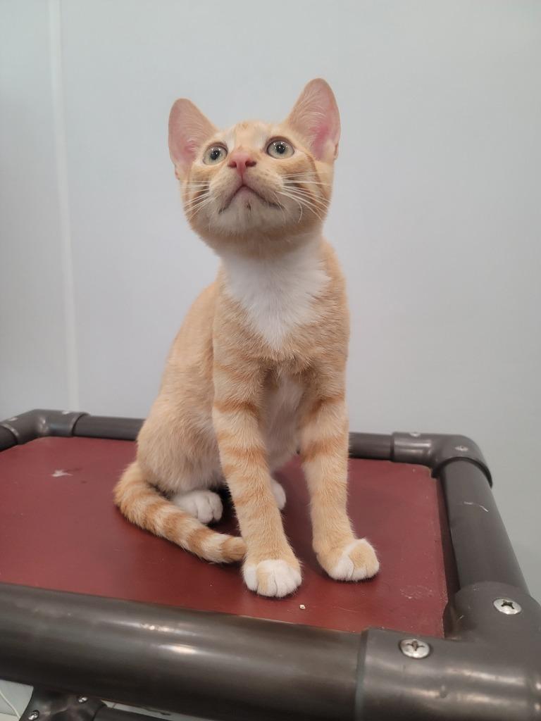 Enlarge Zig, a Adopted mixed breed in Lunenburg, VT image 1/1