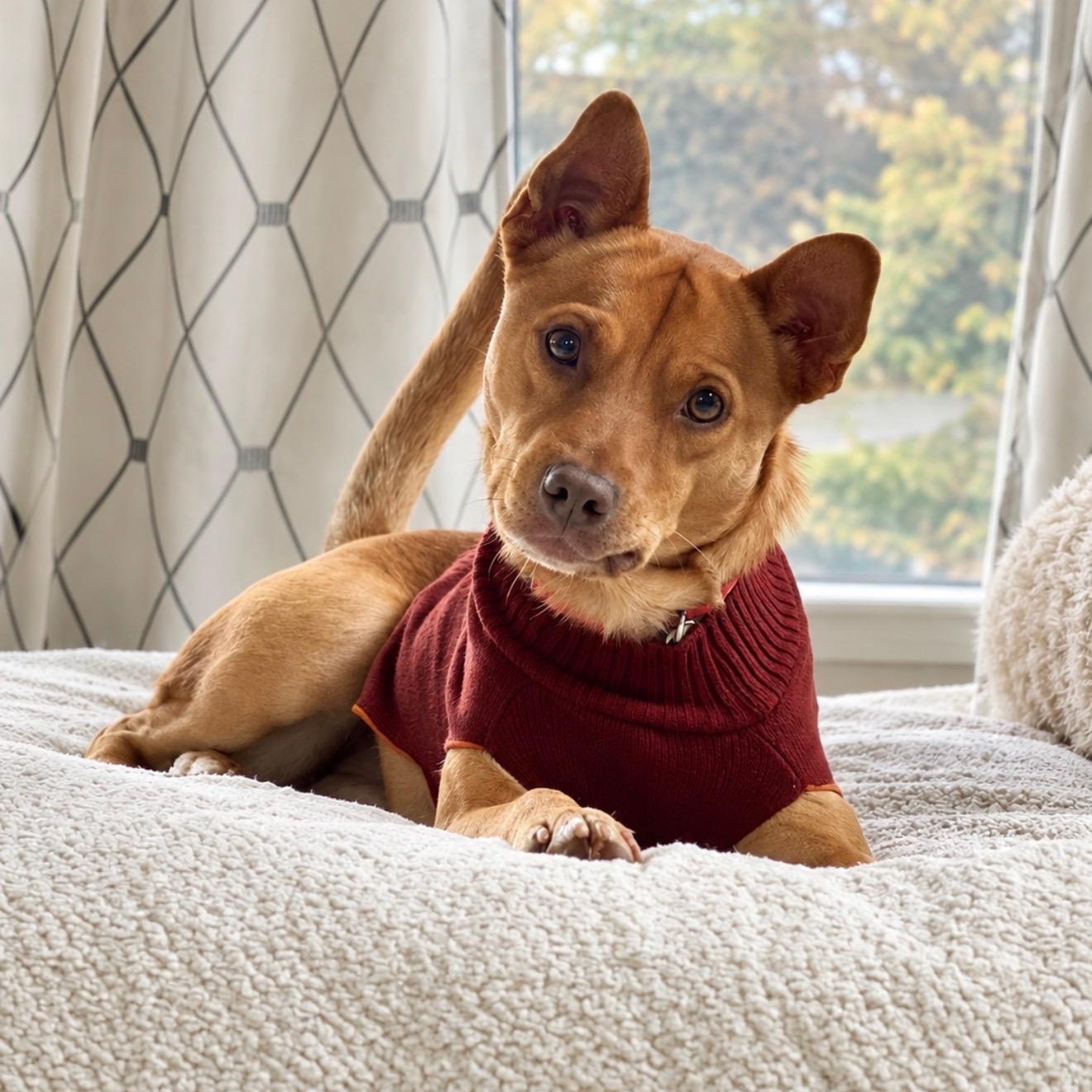 Enlarge Simba, a Adoptable mixed breed in Cedarburg, WI image 2/6