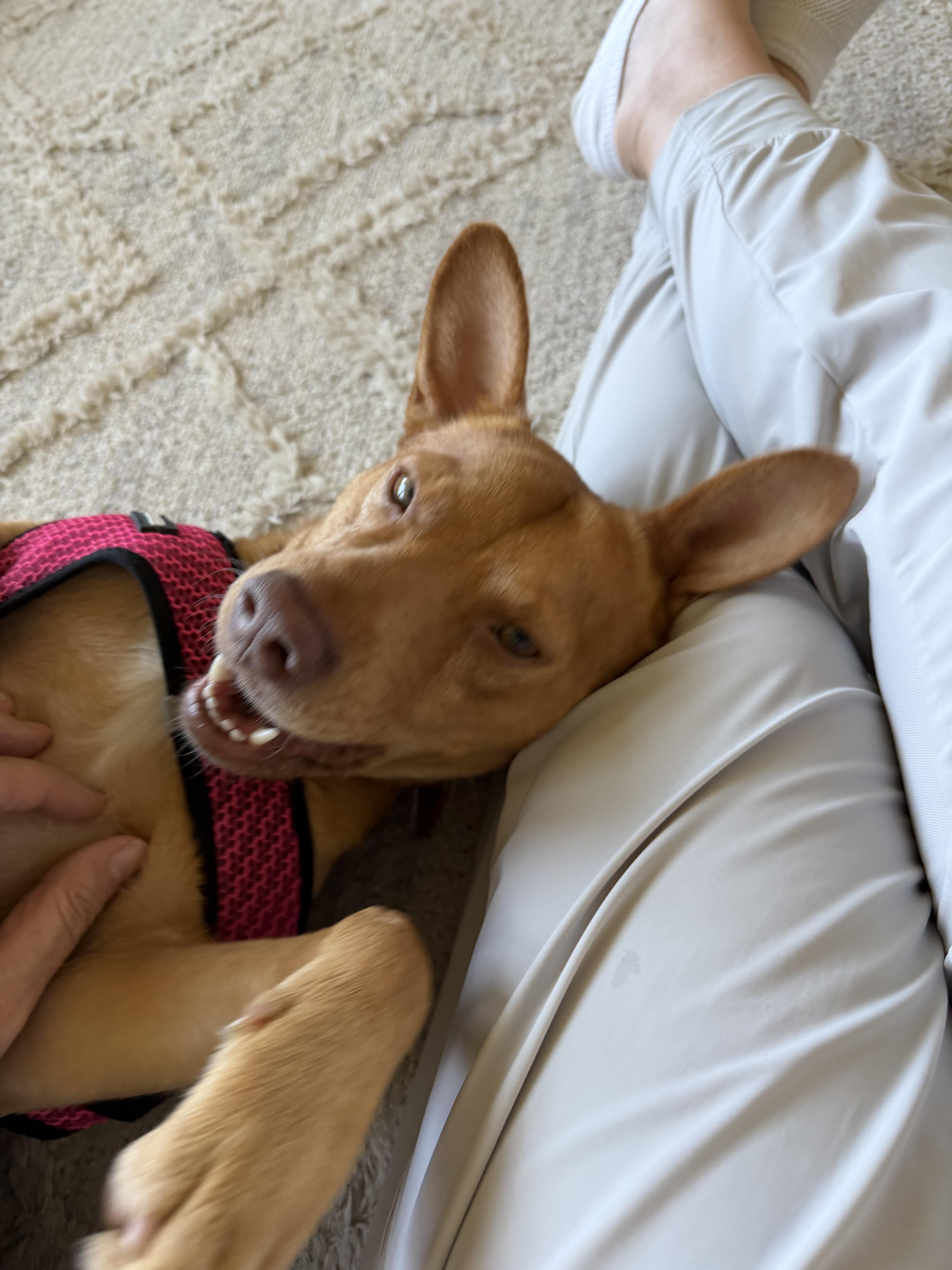 Enlarge Simba, a Adoptable mixed breed in Cedarburg, WI image 5/6